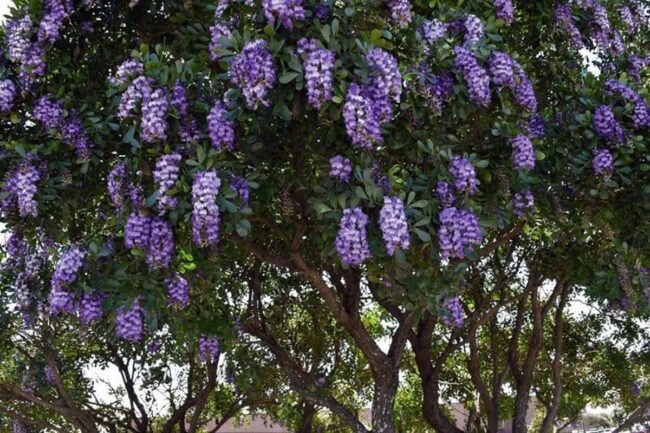 Texas Mountain Laurel (Sophora Secundiflora) Image 2