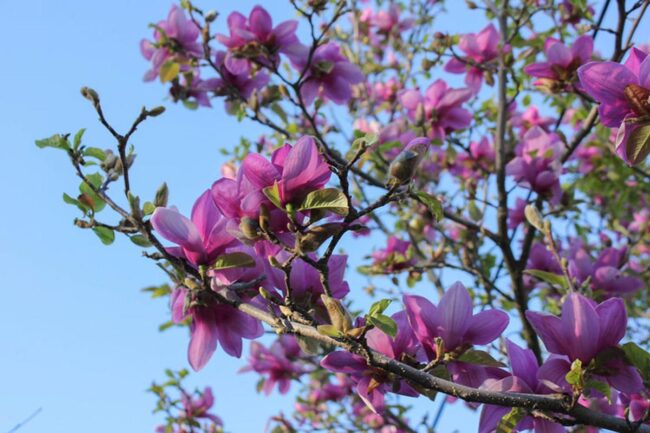 Saucer Magnolia (Magnolia x Soulangeana Royal Purple) Image 2