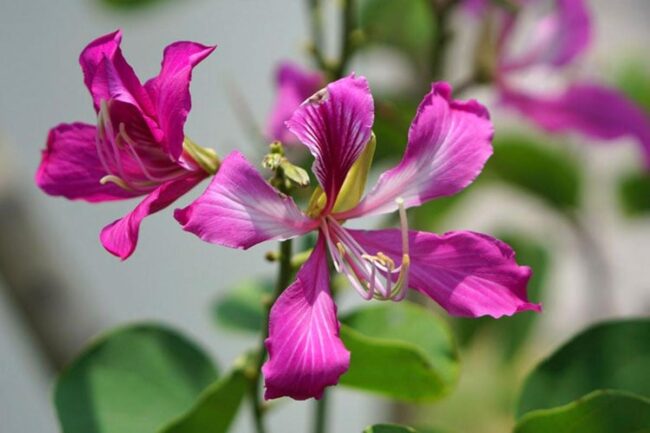 Purple Orchid Tree (Bauhinia Purpurea) Image 1