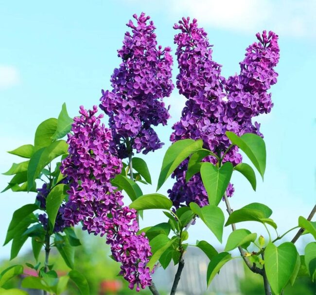 Common Lilac (Syringa Vulgaris) Image 1