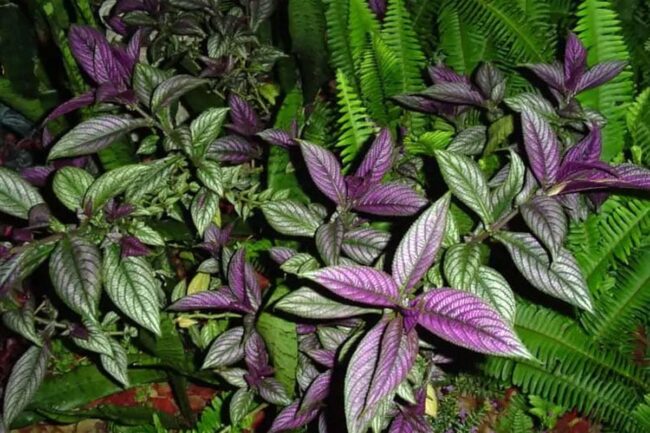 Best Lighting for Colorful Plants