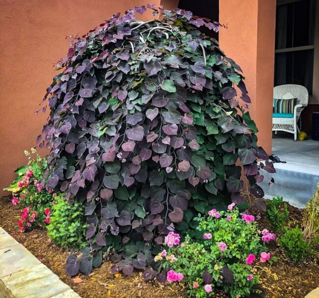 Eastern Redbud (Cercis Canadensis Ruby Falls and Covey Lavender Twist) Image 2