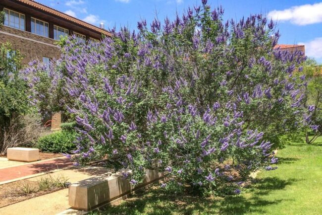 Chaste Tree (Vitex Agnus-castus) Image 2