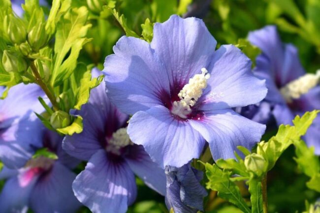 Hibiscus Tree (Hibiscus Syriacus) Image 1