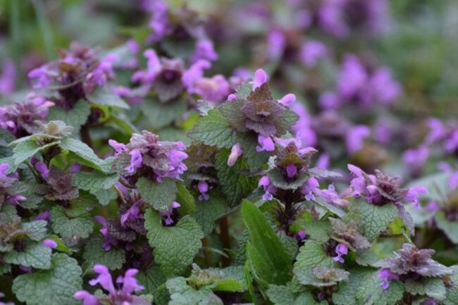 An Overview of Purple Flower Weed