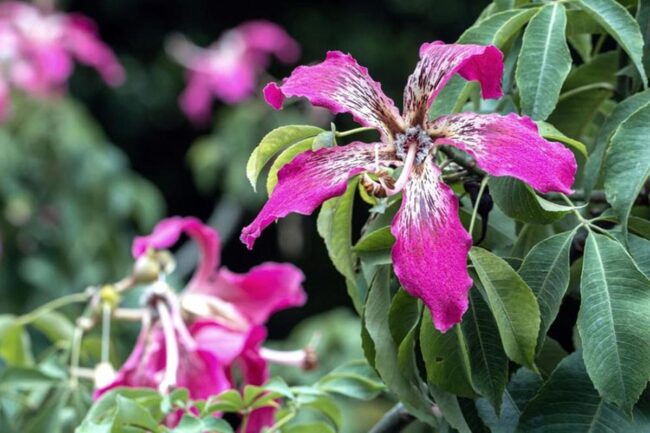 Silk Floss Tree (Ceiba Speciosa) Image 1