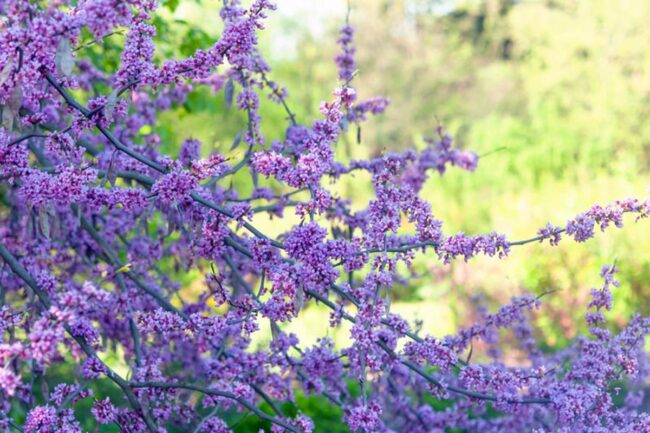 Purple Dogwood (Cornus Florida Purple Glory) Image 2