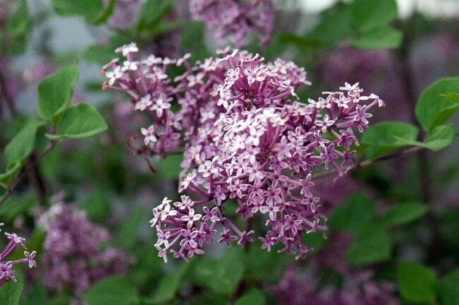 Korean Lilac (Syringa Pubescens) Image 1