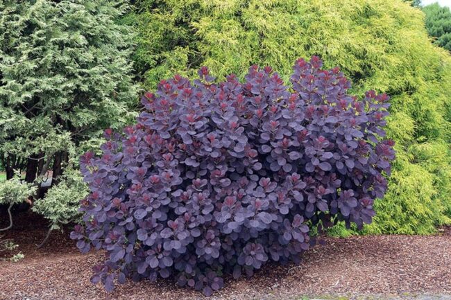 Royal Purple Smoke Tree (Cotinus Coggygria Royal Purple) Image 2