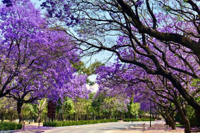 Jacaranda Tree (Jacaranda Mimosifolia) Image 2