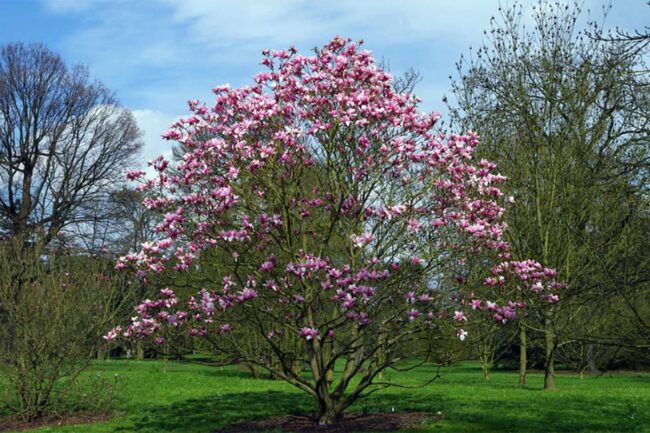 Lily Magnolia (Magnolia Liliiflora) Image 2