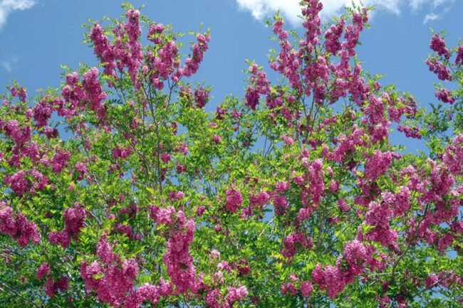 Purple Robe Locust (Robinia Pseudoacacia Purple Robe) Image 2