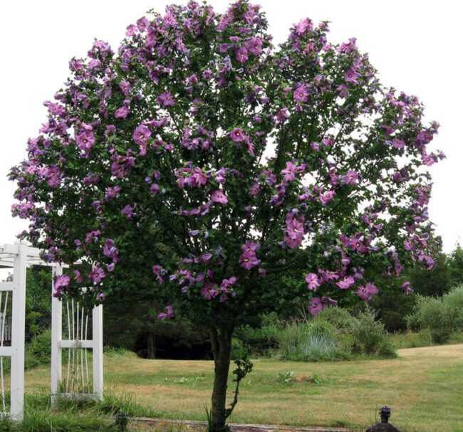 Hibiscus Tree (Hibiscus Syriacus) Image 2