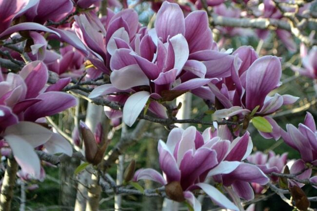 Saucer Magnolia (Magnolia x Soulangeana Royal Purple) Image 1