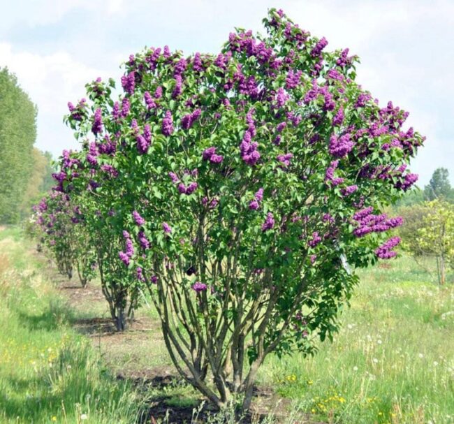 Common Lilac (Syringa Vulgaris) Image 2