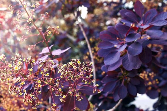 Royal Purple Smoke Tree (Cotinus Coggygria Royal Purple) Image 1