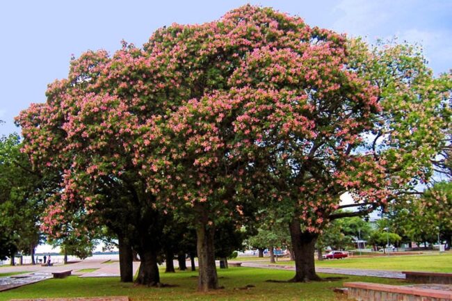 Silk Floss Tree (Ceiba Speciosa) Image 2