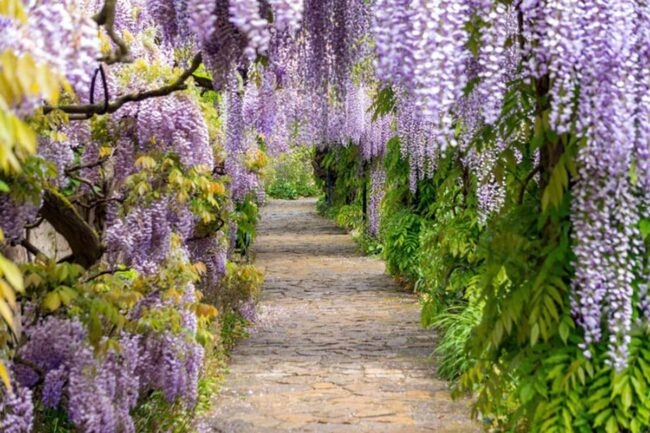 Purple Wisteria Tree (Wisteria Sinensis) Image 2