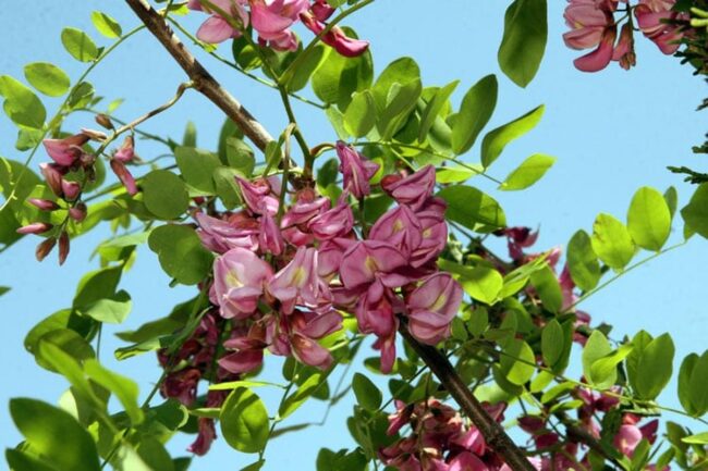 Purple Robe Locust (Robinia Pseudoacacia Purple Robe) Image 1