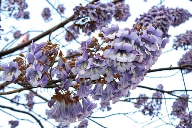 Royal Empress Tree (Paulownia Tomentosa) Image 1