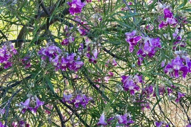 Desert Willow (Chilopsis Linearis Burgundy) Image 2