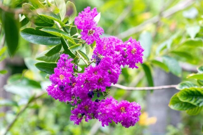 Crape Myrtle (Lagerstroemia Speciosa) Image 1