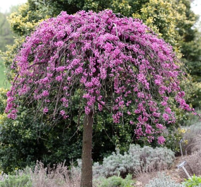 Eastern Redbud (Cercis Canadensis Ruby Falls and Covey Lavender Twist) Image 1