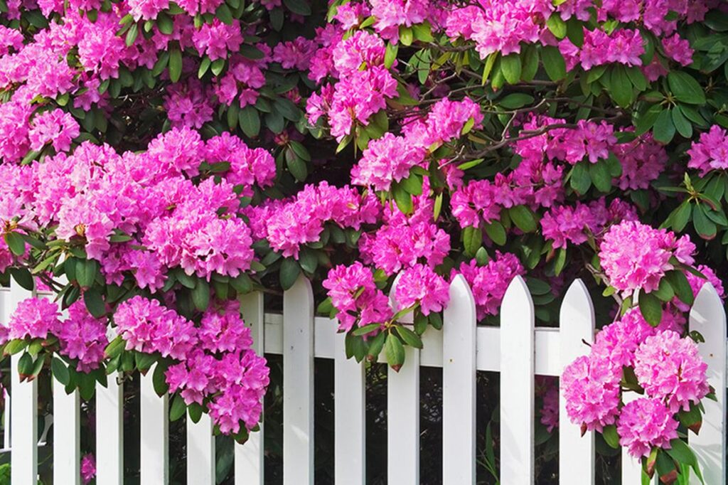 27 Radiant Rainbow Flowers to Brighten Your Garden