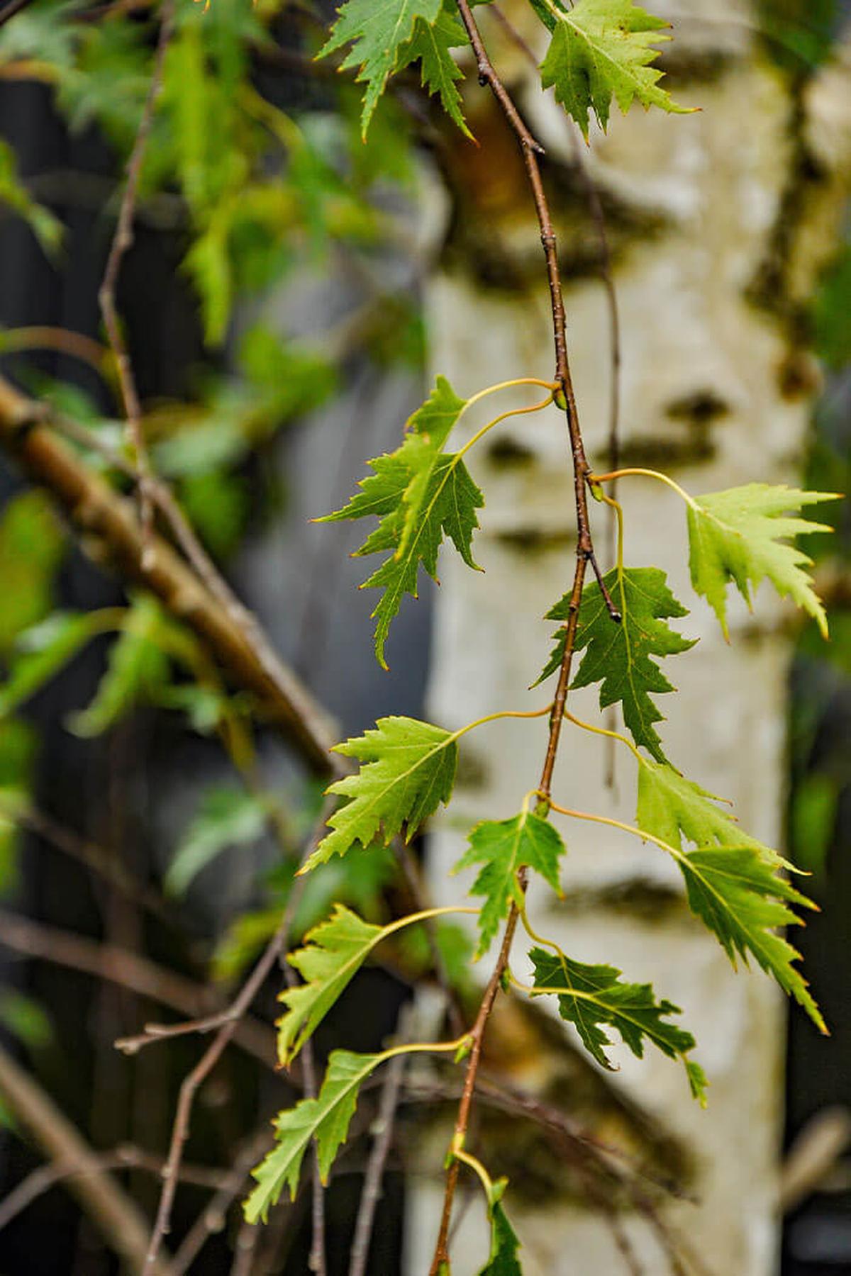 11 Stunning Birch Tree Varieties for Your Landscape